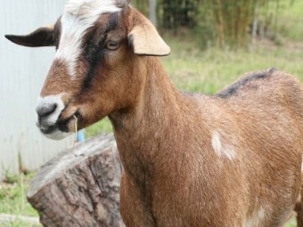 Female Goats x 2
