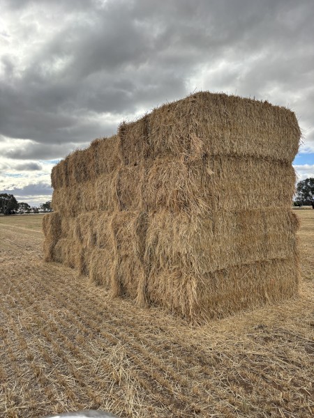 200mt Barley Hay 600kg 8x4x3 Bales