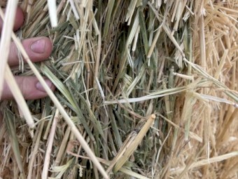 200mt Barley Hay 600kg 8x4x3 Bales