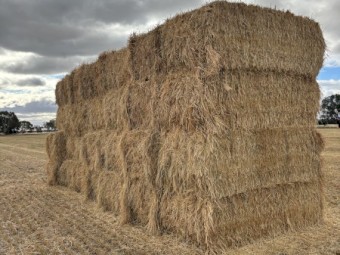 200mt Barley Hay 600kg 8x4x3 Bales