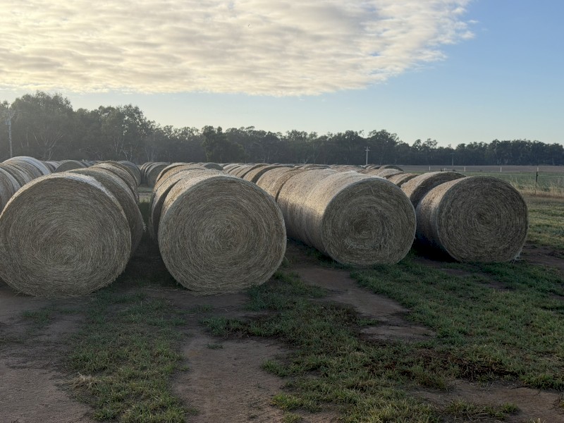 40 x Lucerne Hay 5x4 Rolls