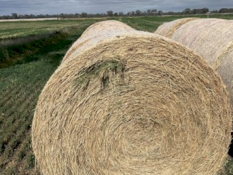 40 x Lucerne Hay 5x4 Rolls