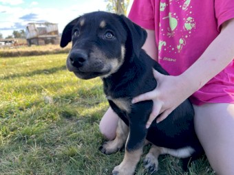 Kelpie Pups x 2
