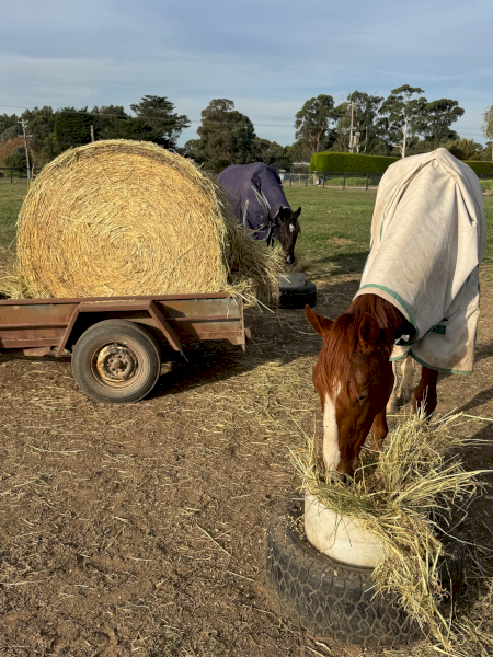 1500 Pasture Hay 4'x4'6" Rolls