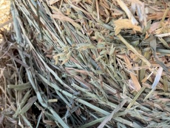 1500 Pasture Hay 4'x4'6" Rolls