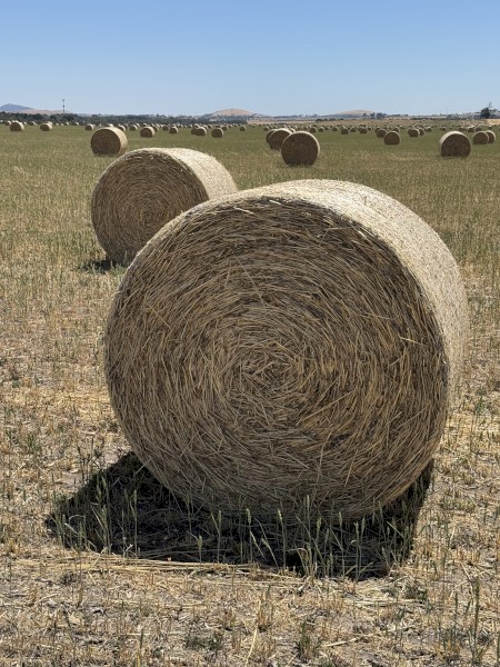 2000 Wheaten Hay 4'x4'6" Rolls