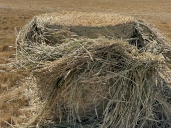 1000 Oaten Hay 4'x4'6" Rolls