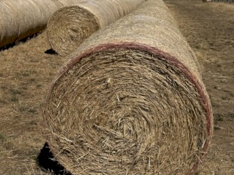 1000 Oaten Hay 4'x4'6" Rolls