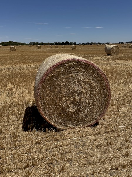 750 x Swan Oat Straw 4'x4'6" Rolls