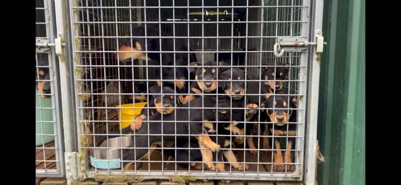 Purebred Working Kelpies x 8