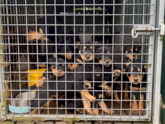 Purebred Working Kelpies x 8