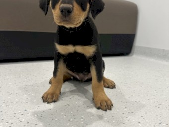 Purebred Working Kelpies x 8
