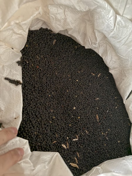 1.2mt Popany Vetch Seed