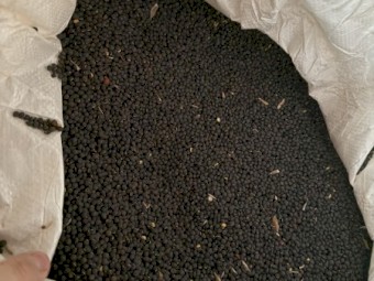 1.2mt Popany Vetch Seed