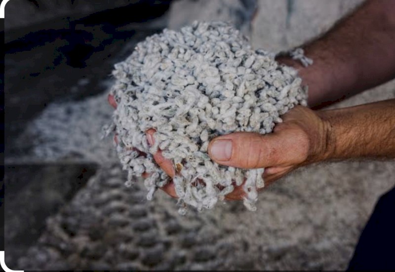Fuzzy Cotton Seed