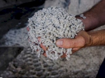 Fuzzy Cotton Seed