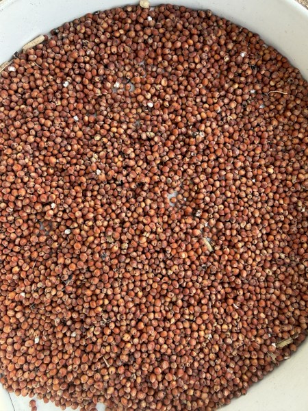 Top Quality Sorghum 1