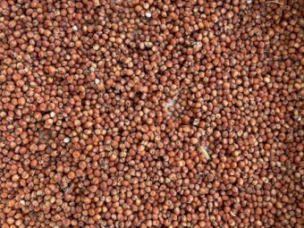 Top Quality Sorghum 1