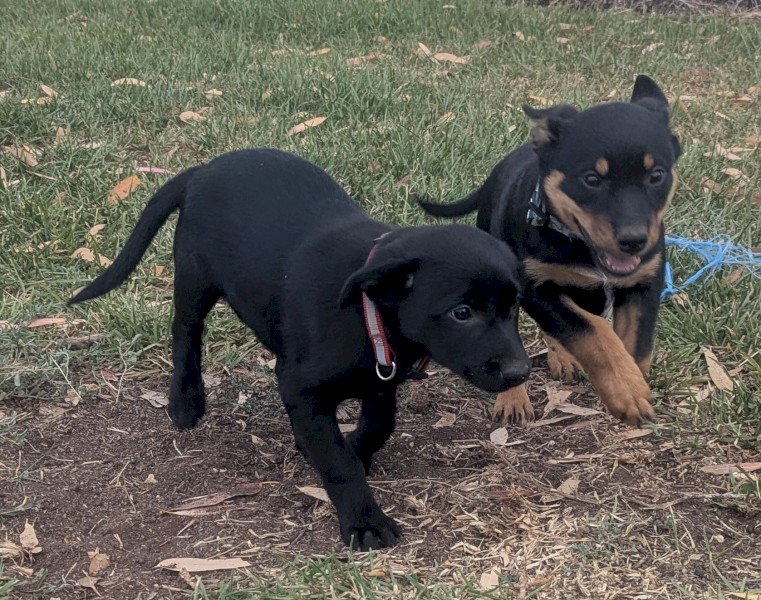 Kelpie Pups