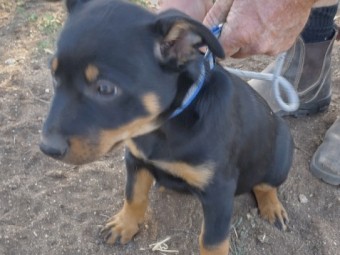Kelpie Pups