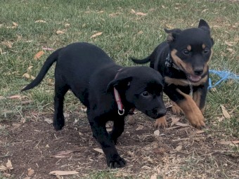 Kelpie Pups