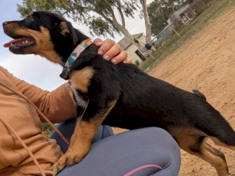Kelpie Pups