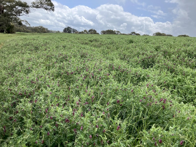 Vetch Hay 8x4x3 Bales