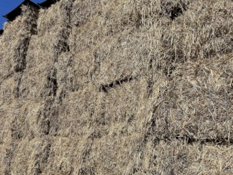 Vetch Hay 8x4x3 Bales