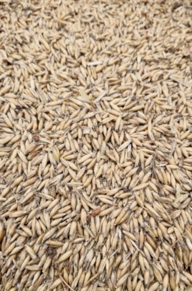 Bannister Oats. 