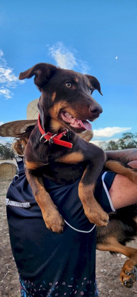 Purebred WKC Registered Kelpie Pup