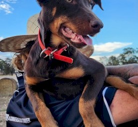 Purebred WKC Registered Kelpie Pup