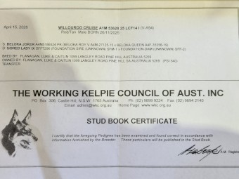 Purebred WKC Registered Kelpie Pup