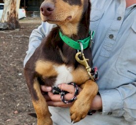 7mo Male Kelpie x Koolie Pup
