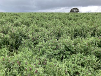 Vetch Hay 8x4x3 Bales