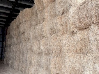 108 bales of Barley Hay 8X4X3 Large Square Bales