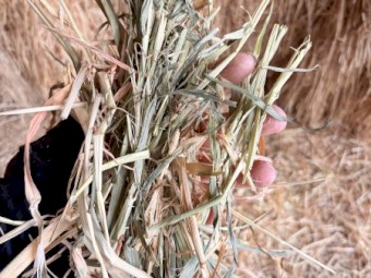 108 bales of Barley Hay 8X4X3 Large Square Bales
