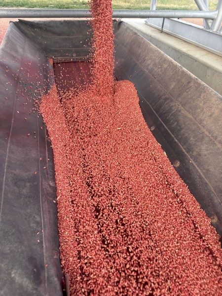 Sunmaster Wheat Seed 