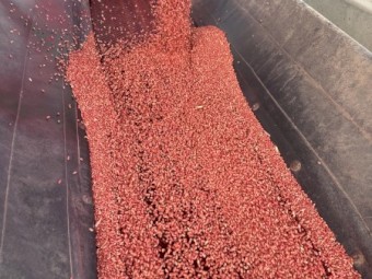 Sunmaster Wheat Seed 