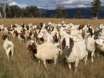 250 x Boer Goat Herd