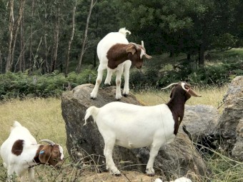 250 x Boer Goat Herd