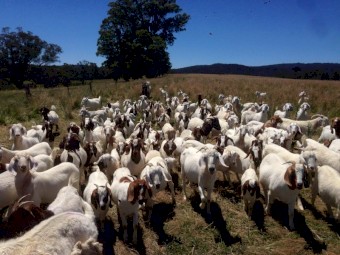 250 x Boer Goat Herd