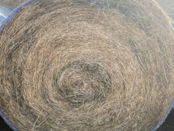 35 x Lucerne Hay Round Bale