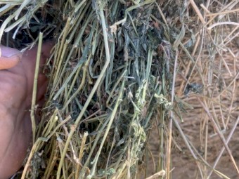 35 x Lucerne Hay Round Bale