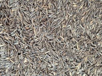 700kg Saia Oats