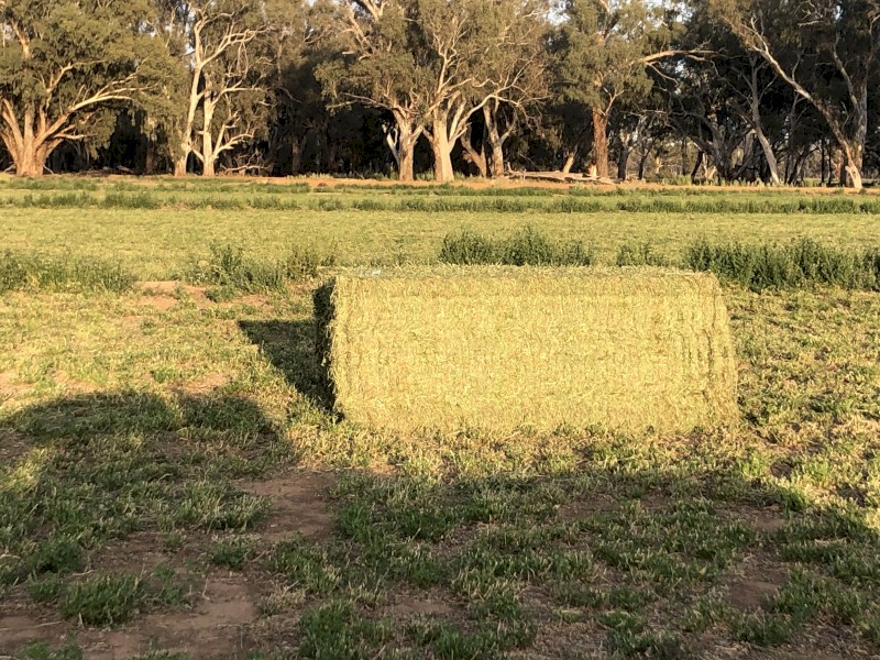Lucerne Hay