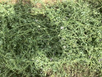 Lucerne Hay