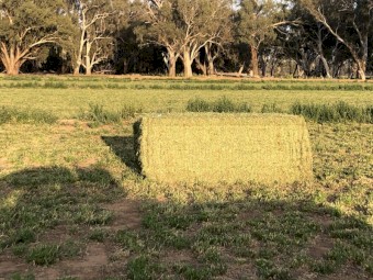Lucerne Hay