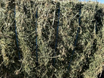 Lucerne Hay
