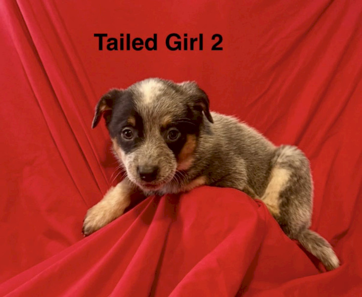 Purebred Blue Heeler Puppies