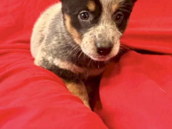 Purebred Blue Heeler Puppies